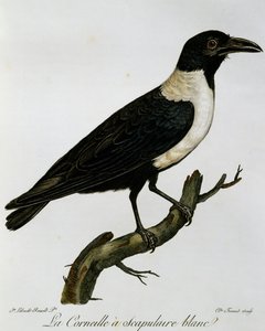 Pied Crow (Corvus albus) by Francois Le Vaillant