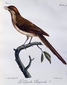 Yellow-billed Shrike (Corvinella corvina)
