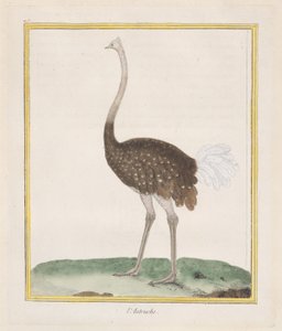 Ostrich