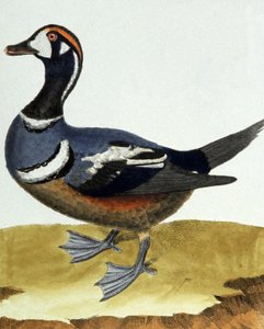 Collared Duck