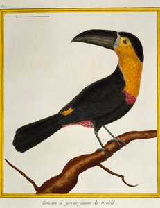 Channel-billed Toucan, from Histoire naturelle des oiseaux