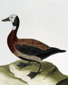 Duck of Maragnan by Francois Nicolas Martinet