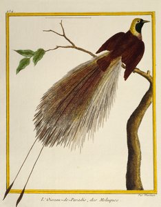 Greater Bird-of-Paradise (Paradisaea apoda)