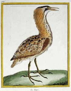 Bittern. Engraving by Francois Nicolas Martinet in: Histoire naturelle des oiseaux, by Georges Louis Leclerc de Buffon, France, c.1777