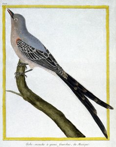 Flycatcher of Mexico. Engraving by Francois Nicolas Martinet in: Histoire naturelle des oiseaux, by Georges Louis Leclerc de Buffon, France, c.1777 by Francois Nicolas Martinet