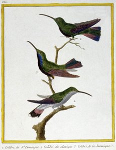 Hummingbird of Santo Domingo, Mexico and Jamaica. Engraving by Francois Nicolas Martinet in: Histoire naturelle des oiseaux, by Georges Louis Leclerc de Buffon, France, c.1777
