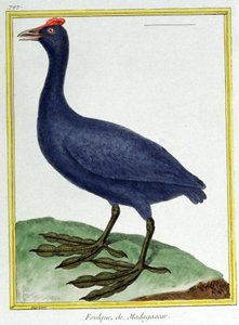 Red knobbed coot (of Madagascar). Engraving by Francois Nicolas Martinet in: Histoire naturelle des oiseaux, by Georges Louis Leclerc de Buffon, France, c.1777