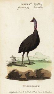 Southern cassowary, Casuarius casuarius