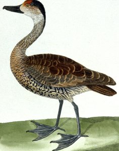 The Piping Duck
