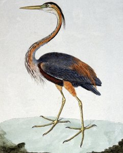 The Purple Heron