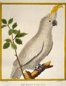 Yellow-crested Cockatoo, from Histoire naturelle des oiseaux by Francois Nicolas Martinet