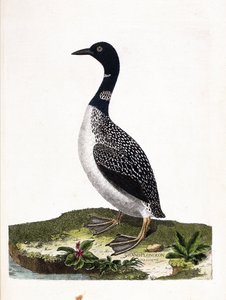 Zoological board (ornithology): the large spot dive (gavia immer). Illustration in 