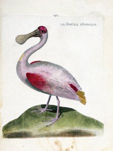 Zoological chart (ornithology): American spatula (pink spatula or platalea ajaja). Illustration in 
