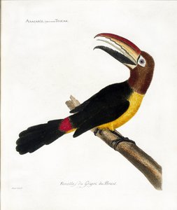 Zoological chart (ornithology): Aracaris, vulgly toucan (green aracari or pteroglossus viridis)