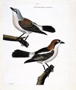 Zoological chart (ornithology): Bottom: the redhead grieche or grieche a redhead head (lanius senator) and its female (grieche ecorcheur or lanius collurio) on the upper branch by Francois Nicolas Martinet