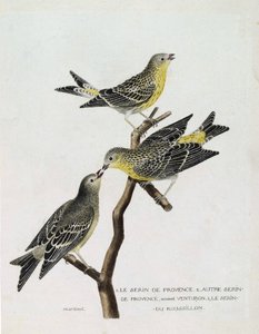 Zoological chart (ornithology): From top to bottom: serin du Roussillon on a branch, the serin de provence and other serin de provence. Illustration in 