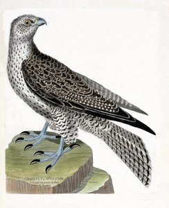 Zoological chart (ornithology): Icelandic gerfault (falco rusticolus). Illustration in 