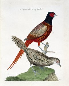 Zoological chart (ornithology): Male pheasant and female (colchid pheasant or Phasianus colchicus). Illustration in 