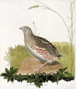 Zoological chart (ornithology): Male quail (ble quail or coturnix coturnix). Illustration in 