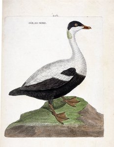 Zoological chart (ornithology): Northern goose or eider (somateria mollissima). Illustration in 
