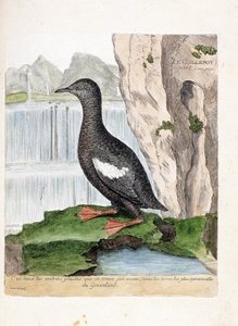 Zoological chart (ornithology): Striped Murrelet (Cepphus grid). Illustration in 