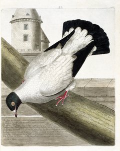 Zoological chart (ornithology): The battleship pigeon (columba livia). Illustration in 