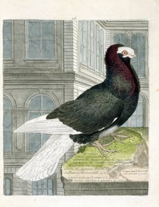 Zoological chart (ornithology): The nonan or capuchone pigeon. Illustration in 