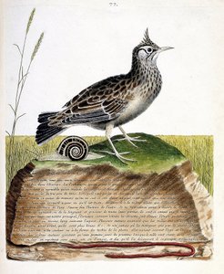 Zoological chart (ornithology): cochevis (cochevis huppe or Galerida cristata). Illustration in 