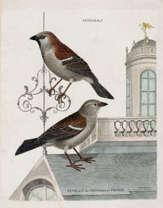 Zoological chart (ornithology): from top to bottom: Sparrow and female of the sparrow of France. Illustration in 