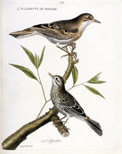 Zoological chart (ornithology): from top to bottom: the marsh lark and the cujelier on a branch. Illustration in 