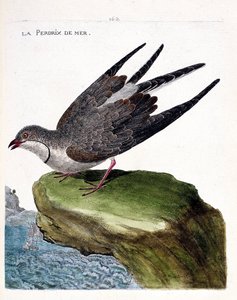 Zoological chart (ornithology): sea partridge (glareole a necklace or glareola pratincola). Illustration in 
