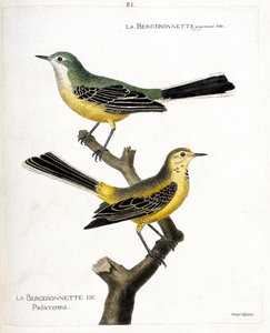 Zoological chart (ornithology): the bergeronnette itself and the spring bergeronnette on a branch. Illustration in 