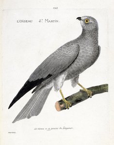 Zoological chart (ornithology): the bird saint martin (busard saint martin or circus cyaneus) on a branch. Illustration in 