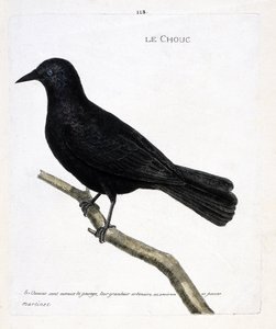 Zoological chart (ornithology): the cabbage on a branch. Illustration in 