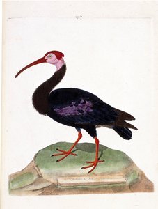 Zoological chart (ornithology): curlew with a bare head of the cap of good hope (ibis du cap or geronticus calvus). Illustration in 