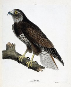 Zoological chart (ornithology): the nozzle (variable nozzle or buteo buteo) on a branch. Illustration in 