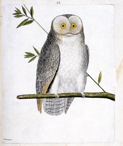 Zoological chart (ornithology): the owl (Barn Owl or Tyto Alba) on a branch. Illustration in 