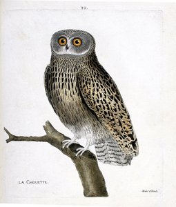 Zoological chart (ornithology): the owl (hulotte owl or strix aluco) on a branch. Illustration in 