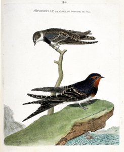 Zoological chart (ornithology): the shoreline swallow of the fez kingdom (Riparia riparia) on a branch and the African swallow (rustic swallow or Hirundo rustica). Illustration in “The History of the Birds, Painted in Their Appearing and Sensitive Aspects”