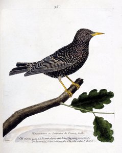 Zoological chart (ornithology): the starling or sansonet on a branch. Illustration in 