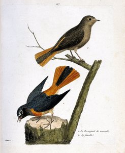 Zoological chart (ornithology): the wall nightingale on a tree strain and its female (redtail with white forehead or phoenicurus phoenicurus) on the branch. Illustration in “The History of the Birds, Painted in Their Appearing and Sensitive Aspects”