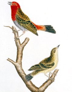 Sparrow and Its Female, Colored Engraving by Francois Nicolas Martinet