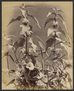 Floral Study