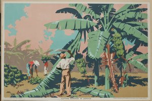 Cutting Bananas in Jamaica