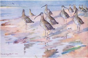 Curlews at Blakeney Point