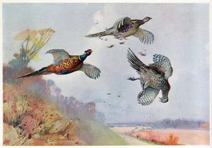 High Pheasants, illustration from 
