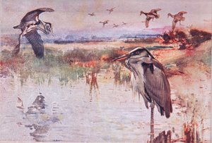 The Heron, Illustration from Wild Nature & Country Life