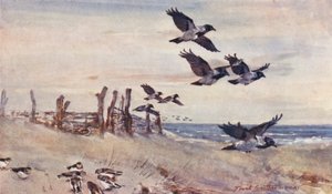 Wild Life in East Anglia: Autumn Immigrants, Hooded Crows and Snow Buntings by Frank Southgate