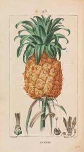 Pineapple