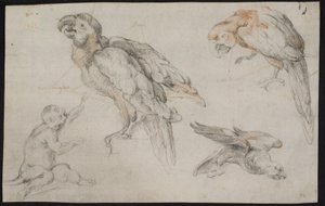 Study Sheet with Parrots and Monkey by Frans Snijders